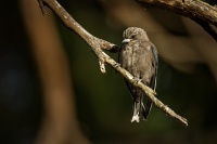 Lasolet lesni - Artamus cyanopterus - Dusky woodswallow 1604